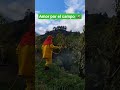 amor por el campo 🚜 #finca #aguacatelover #pueblo #naturaleza
