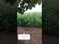 Farming lover