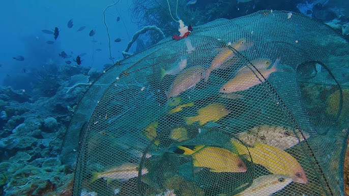 How to Use Foldable Umbrella Fishing Net 2021 