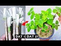 Fastest way to grow bougainvillea from cuttings only few people know