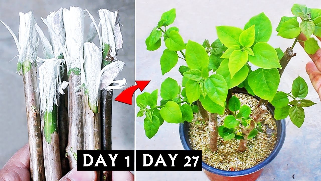 FASTEST Way To Grow Bougainvillea From Cuttings ONLY Few People Know YouTube