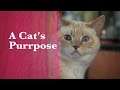 A Cat's Purrpose