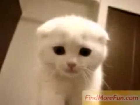 super cute white kitty youtube
