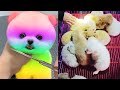 Tik Tok 2023 Chó Phốc Sóc Mini 😍 Funny and Cute Pomeranian 😺🐶 | cute animals365