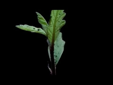 Vidéo: Qu'est-ce qu'un arbre à feuilles de beauté - Informations sur les arbres à feuilles de beauté Calophyllum