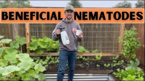 WHAT YOU NEED TO KNOW ABOUT NEMATODES // Organic and No Dig Way to Deal with Bad Garden Pests