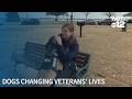 Veterans finding support through rescue dogs