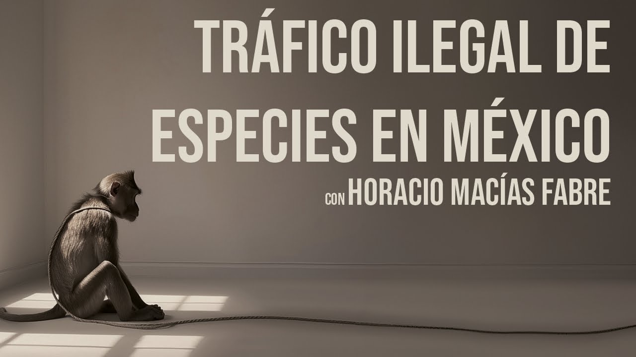 Tráfico ilegal de especies en México - con Horacio Macias Fabre -  0011