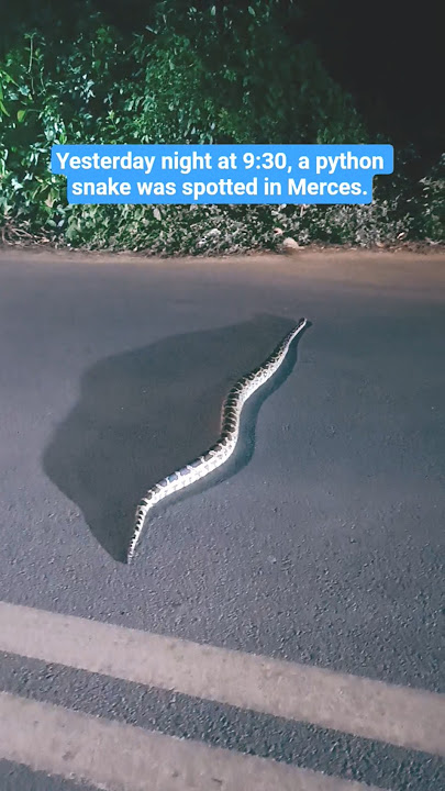 Yesterday night at 9:30, a python snake was spotted in Merces #pyhtonsnak #reels #viral  #25kviwes🙏