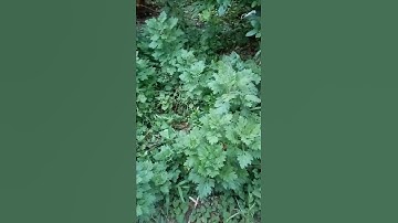 bài thuốc trị đau nhức từ cây ngải cứu