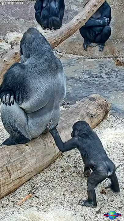 Adorable Gorilla Son & Dad: A Heartwarming Bond