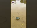 CROCODILE ATTACK PRANK! 🐊 Giant Toy Crocodile Scares Swimmers  #viral #toys #toystory #gaming