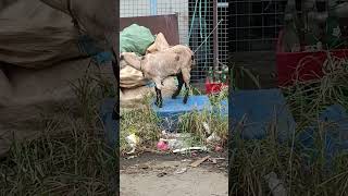 #kambing#shortvideo