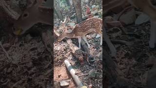 Deer||deervedios| Deer Enjoy Sweet Corn|deersounds||#funny #shorts #short #ytshorts #deer#wildlife