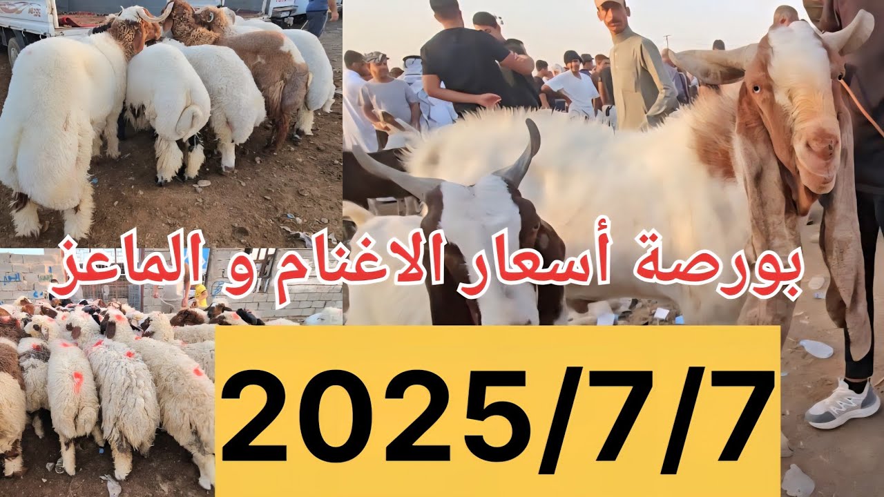 #سوق_الأغنام في العراق سوق محافظة ديالى وسط العراق