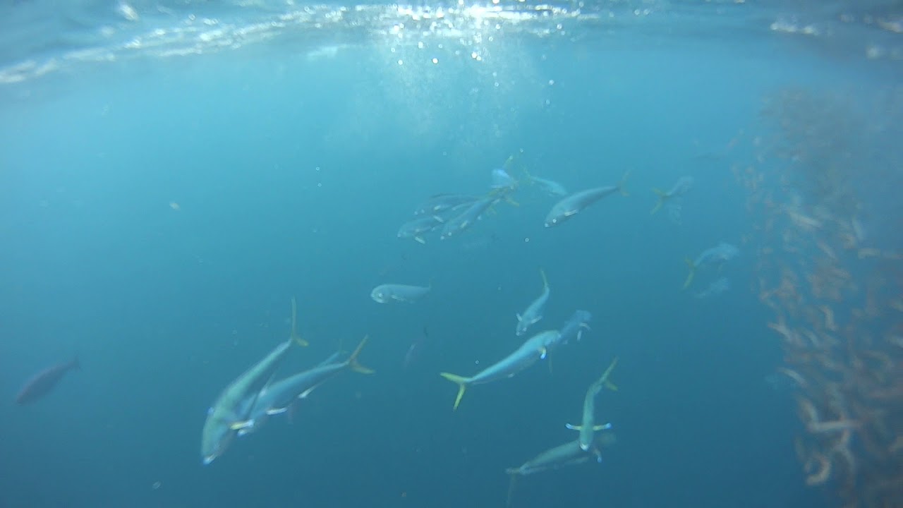 ナブラとは ５分で分かるナブラの意味と釣り方 海 魚用語 ３６６日釣りがし隊