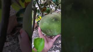 buah jeruk Bali di depan rumah mulai semi kembali