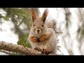 002. Squirrels in Gagarin Park. Samara.  2019. (4К).  Russia. Белочки в парке Гагарина трапезничают.