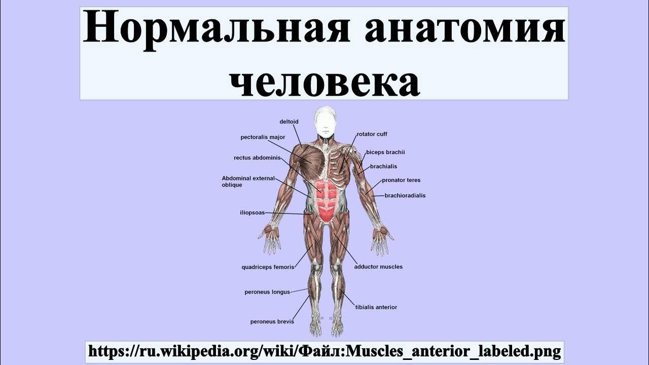 учитель анатомии. скелет в школе. план изучения анатомии человека. анатомия человека школа. человек биология.