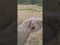 fun in Goa on low budget 🤣😂 #youtube #shorts #shortsfeed