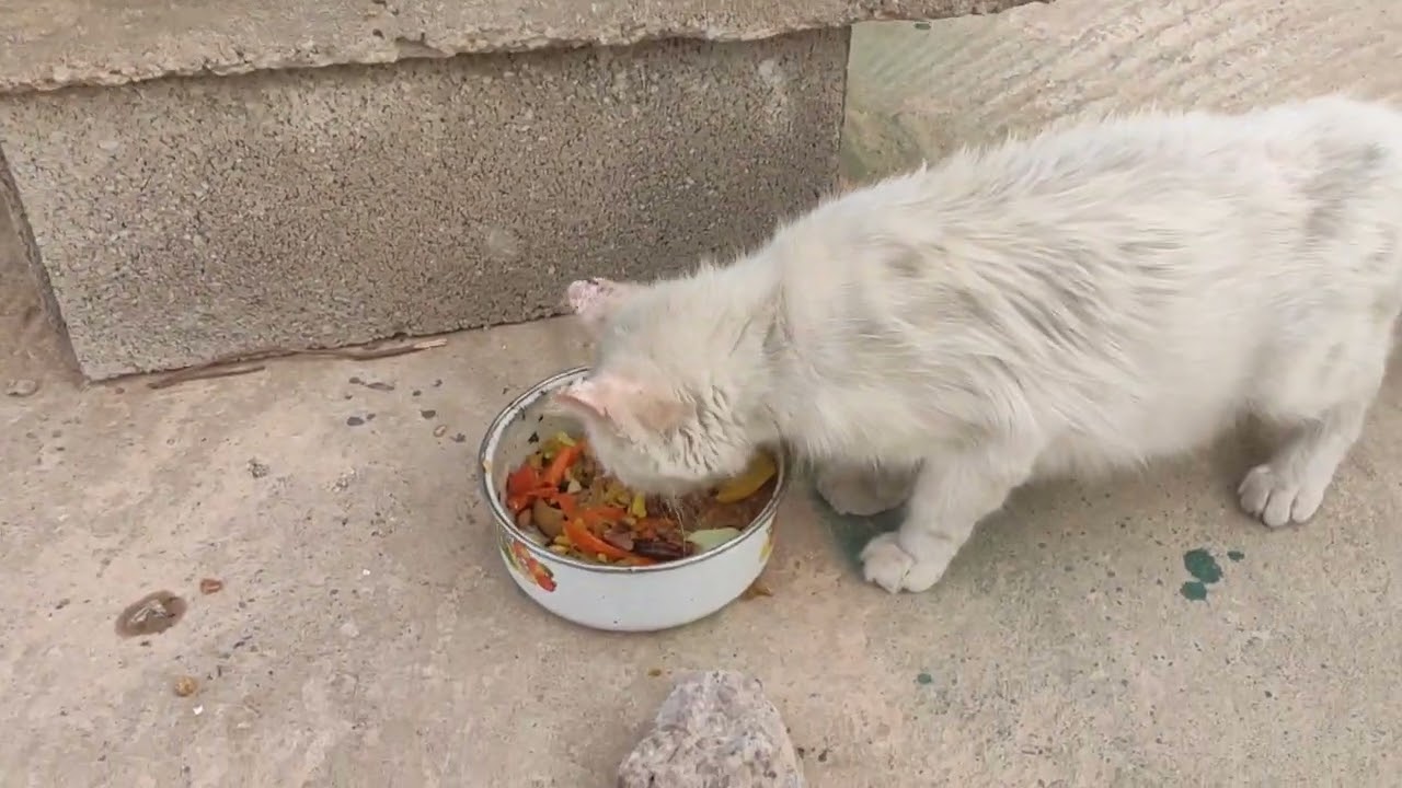 The Fourth-Day Trial: How One Kitten Almost Didn’t Survive the Scorching Heat