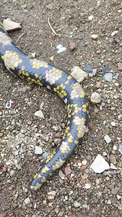 ini ular yang besar yang pernah kulihat