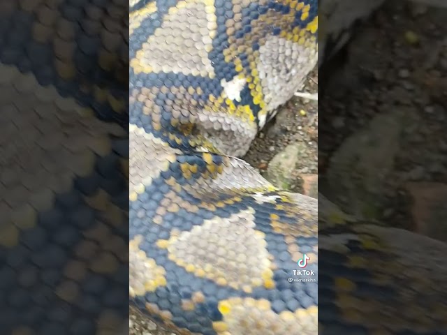 ini ular yang besar yang pernah kulihat class=