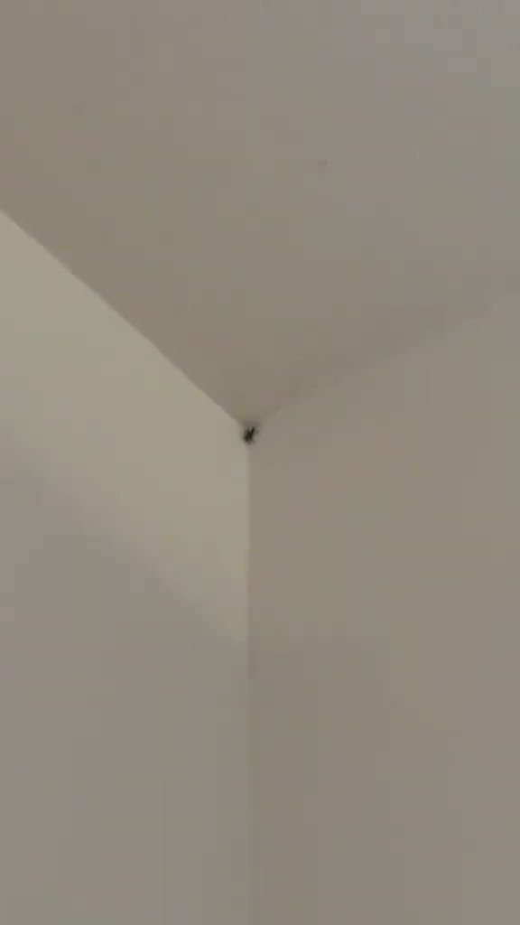 Every spider I see makes me think of it..