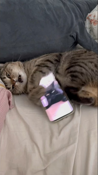 Only love can hurt like this 💔 (part 2) #cat