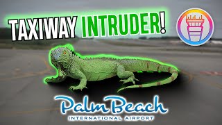Giant Lizard Invades Taxiway At Palm Beach Intl Funny Atc Audio