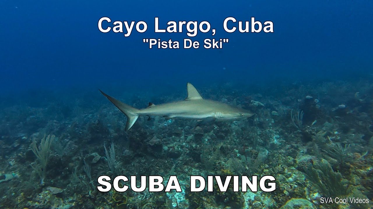 Diving with Sharks in Cayo Largo (Pista De Ski site), Cuba June 2025