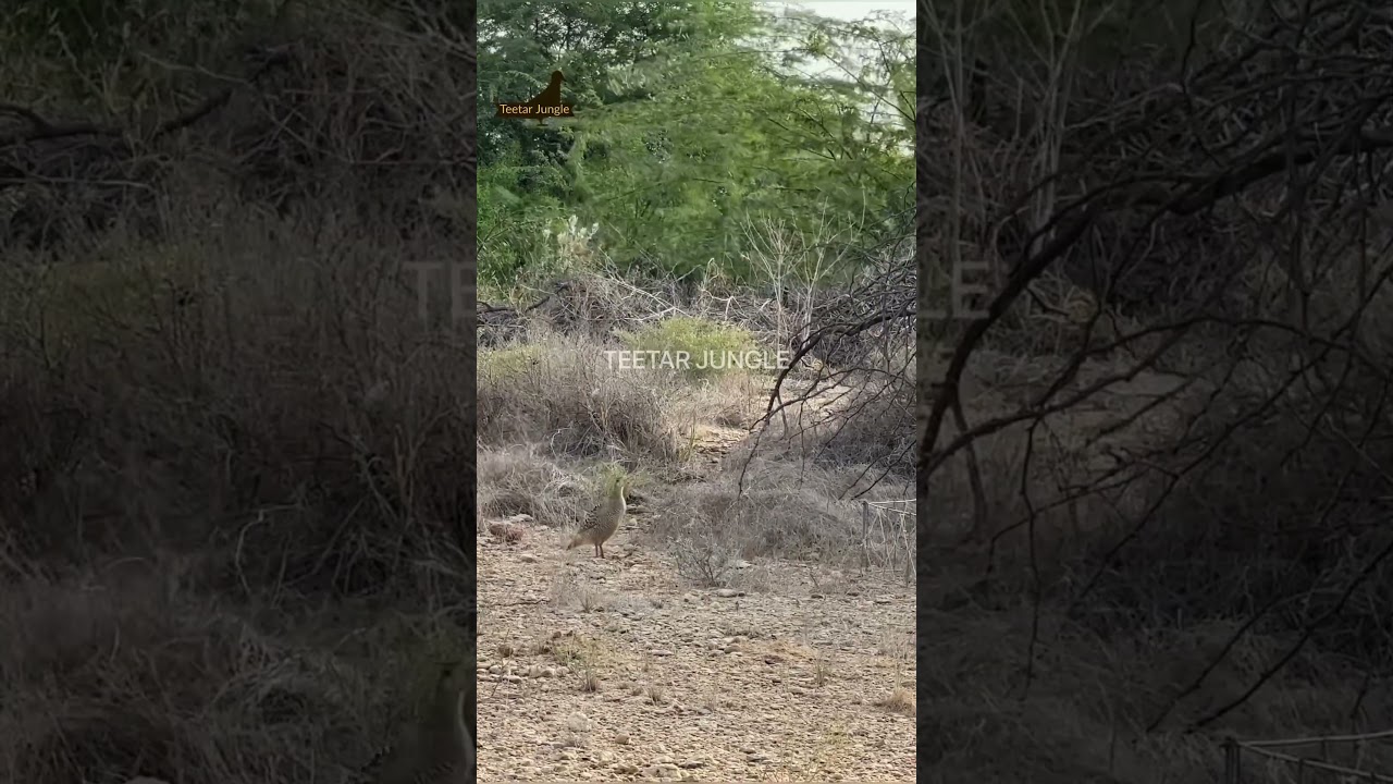 Teetar ka shikar | 
