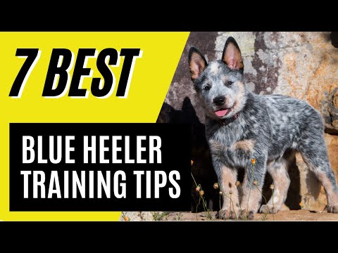 Video: Aktivity pro štěňata Blue Heeler