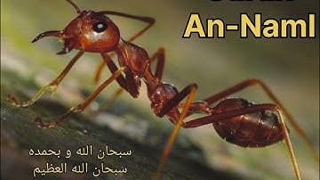 سورة النمل للشيخ سعد الغامدي | Surah An-Naml " Sheikh Saad Al-Ghamedi"