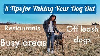 8 Tips for Taking Your Dog Out in Public - Living with a Cane Corso by Michelle Brasil 1,325 views 1 year ago 25 minutes