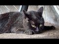白猫になりかけたり、仲良くケンカしたりA Black Cat Who Almost Turned White