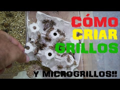 Video: Cómo Criar Grillos