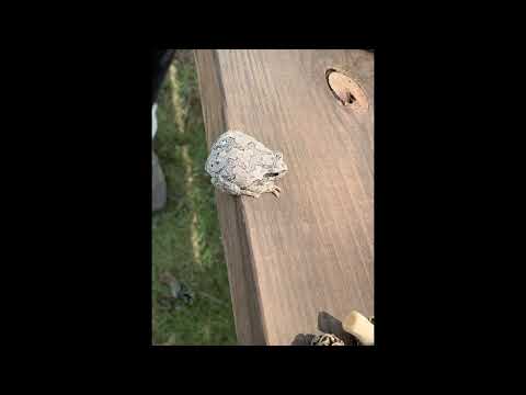 Lake Wissota Morel Hunt #1