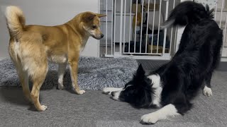 寝る前に姉の相手をしてあげる優しい妹犬