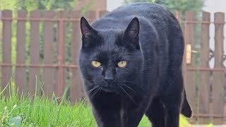 Relaxing Cat Video 279 by MB vids 1,374 views 2 weeks ago 12 minutes, 9 seconds