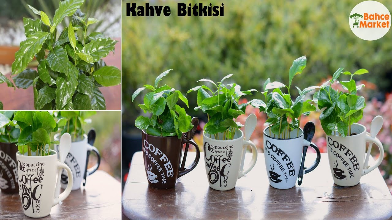 Kahve Bitkisi, Coffee Arabica, Bakımı // İBB BAHÇE MARKET KAHVE