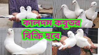 ইন্ডিয়ান কালদম বিক্রি করবো৷ RA pigeon loft |indian kaldom pigeon for sell | Kaldom pigeons |