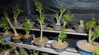 BAHAN BAHAN BONSAI ANTING PUTRI TRUBUSAN GERAK ISTIMEWA..