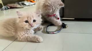 Nala & Simba #youtube #youtuber #youtubeshorts #youtubeshort #trending #viral #cat #love #cat