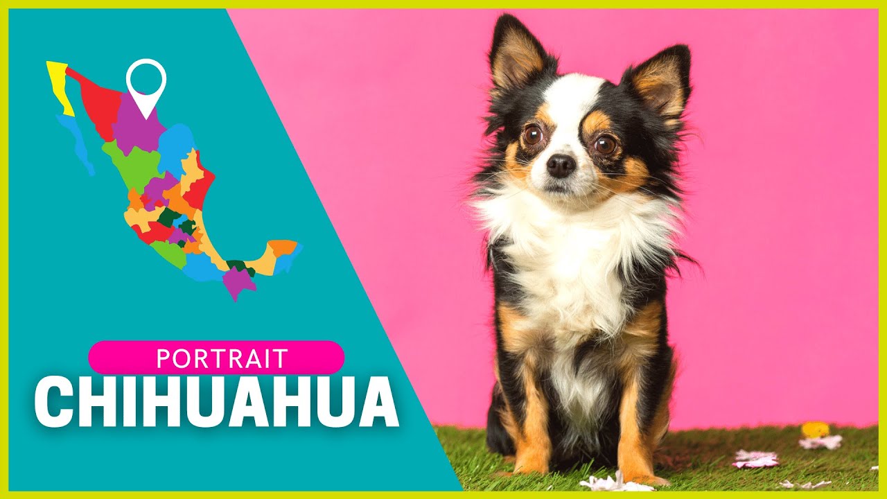 Ist ein Chihuahua der richtige Hund für mich? |✪| Yuna Adventures