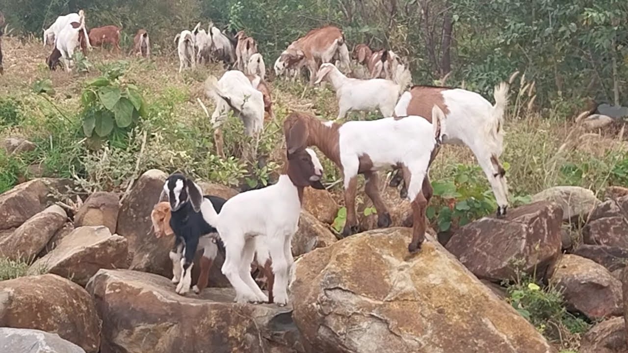 Удивительная коллекция прекрасных коз.
