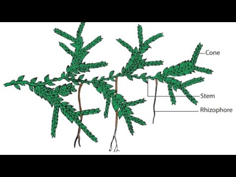 Video: Selaginella Or Lymphoid (Selaginella), Species, Conditions Of Detention, Transplantation And Reproduction