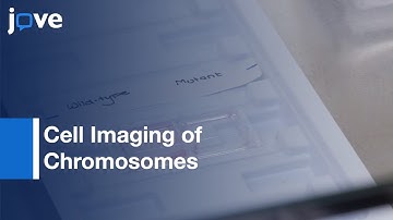 Cell Imaging of Chromosomes Segregation during Mitosis | Protocol Preview