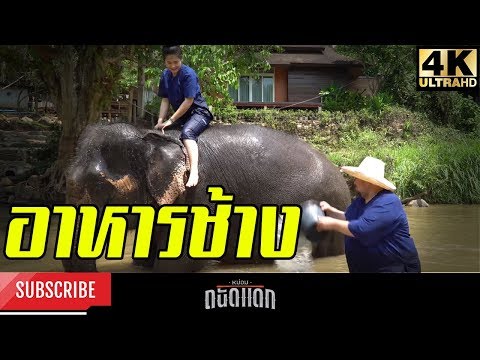 อาหารช้าง-Elephant food