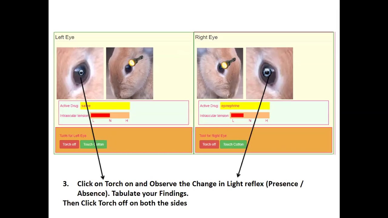 Effect of Drugs on Rabbit Eye YouTube